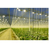 Fizarana Mandeha ho an'ny LED Horticultural
